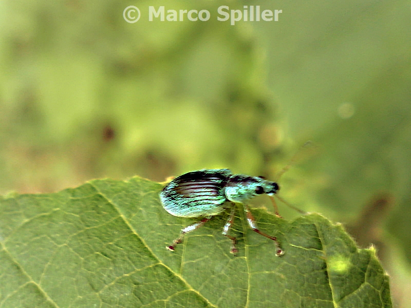 Polydrusus sericeus da confermare - Polydrusus formosus